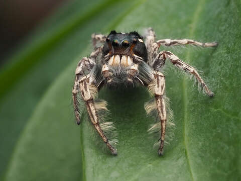 Image of Phidippus putnami (Peckham & Peckham 1883)