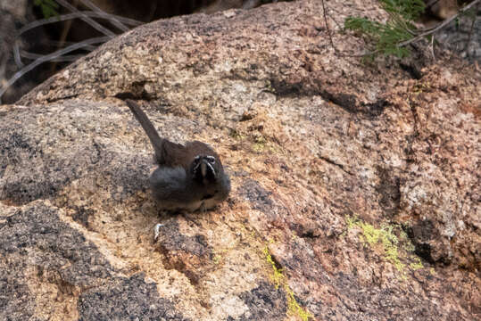 Image of Five-striped Sparrow