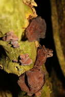 Image of ear fungus