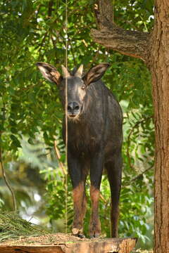 Image of Sumatran serow