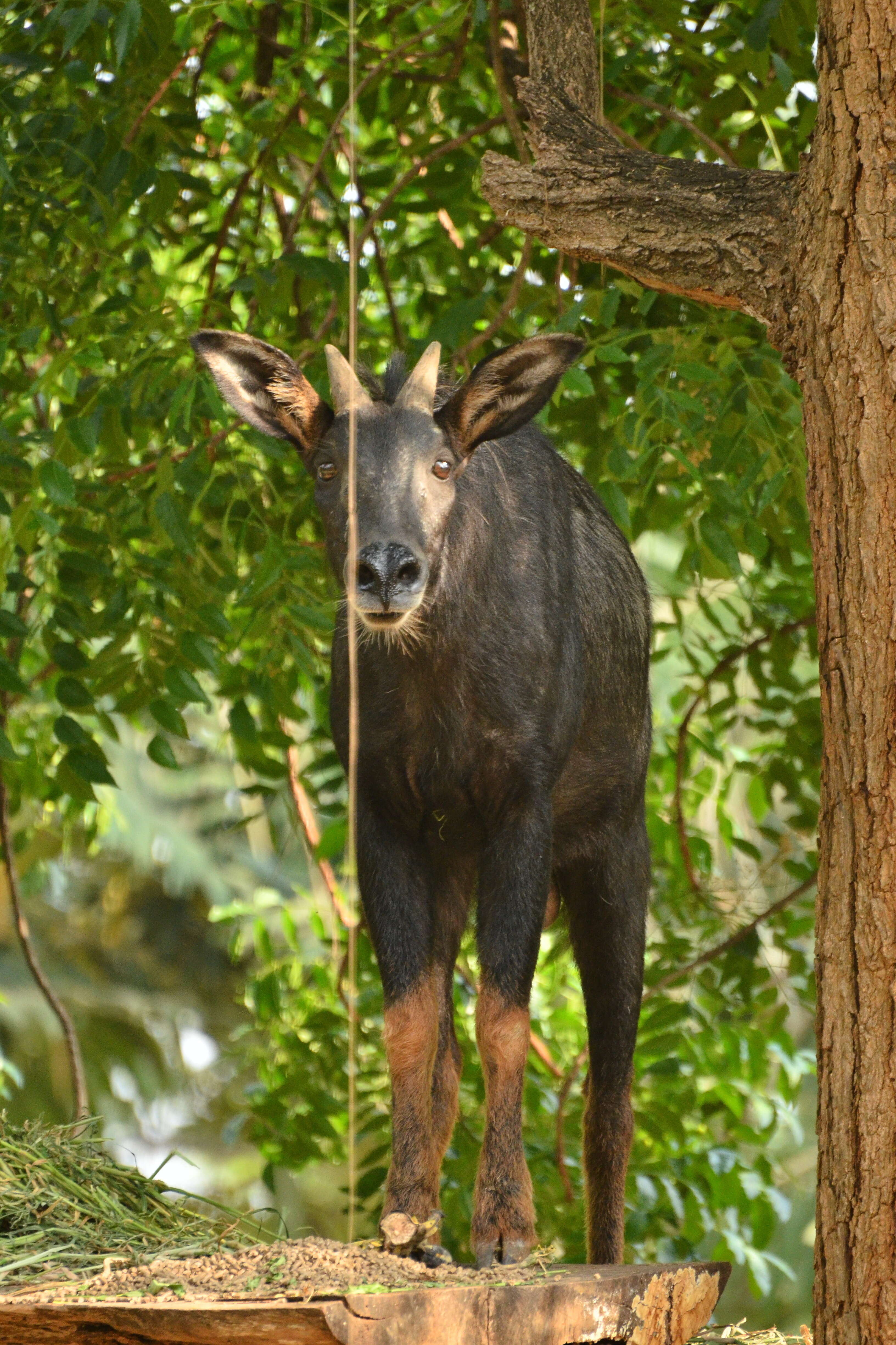 Image of Sumatran serow