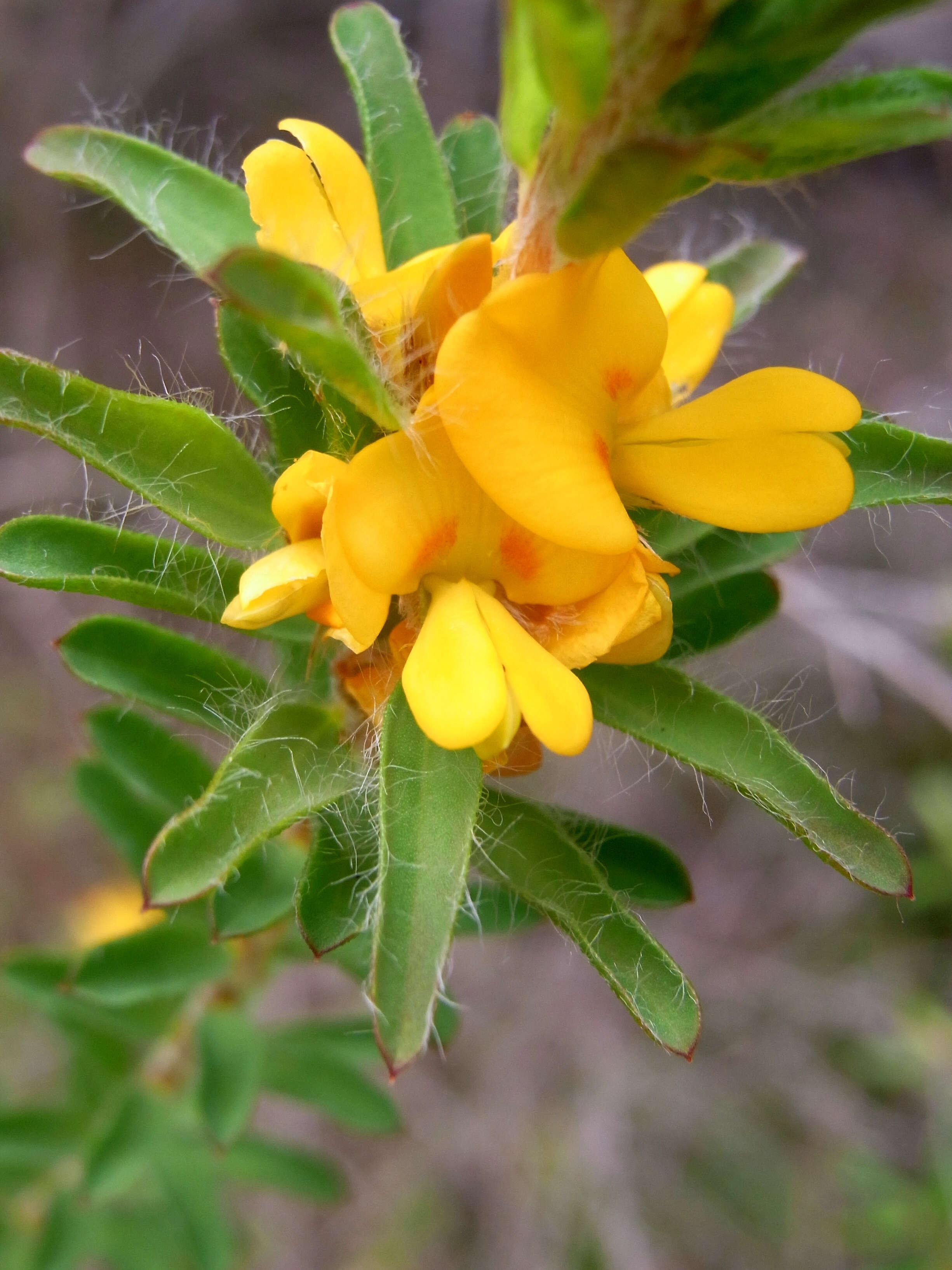 Image of Pultenaea tuberculata