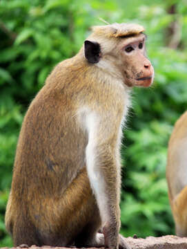 Image of Toque macaque