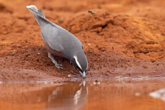 Image of White-browed Woodswallow