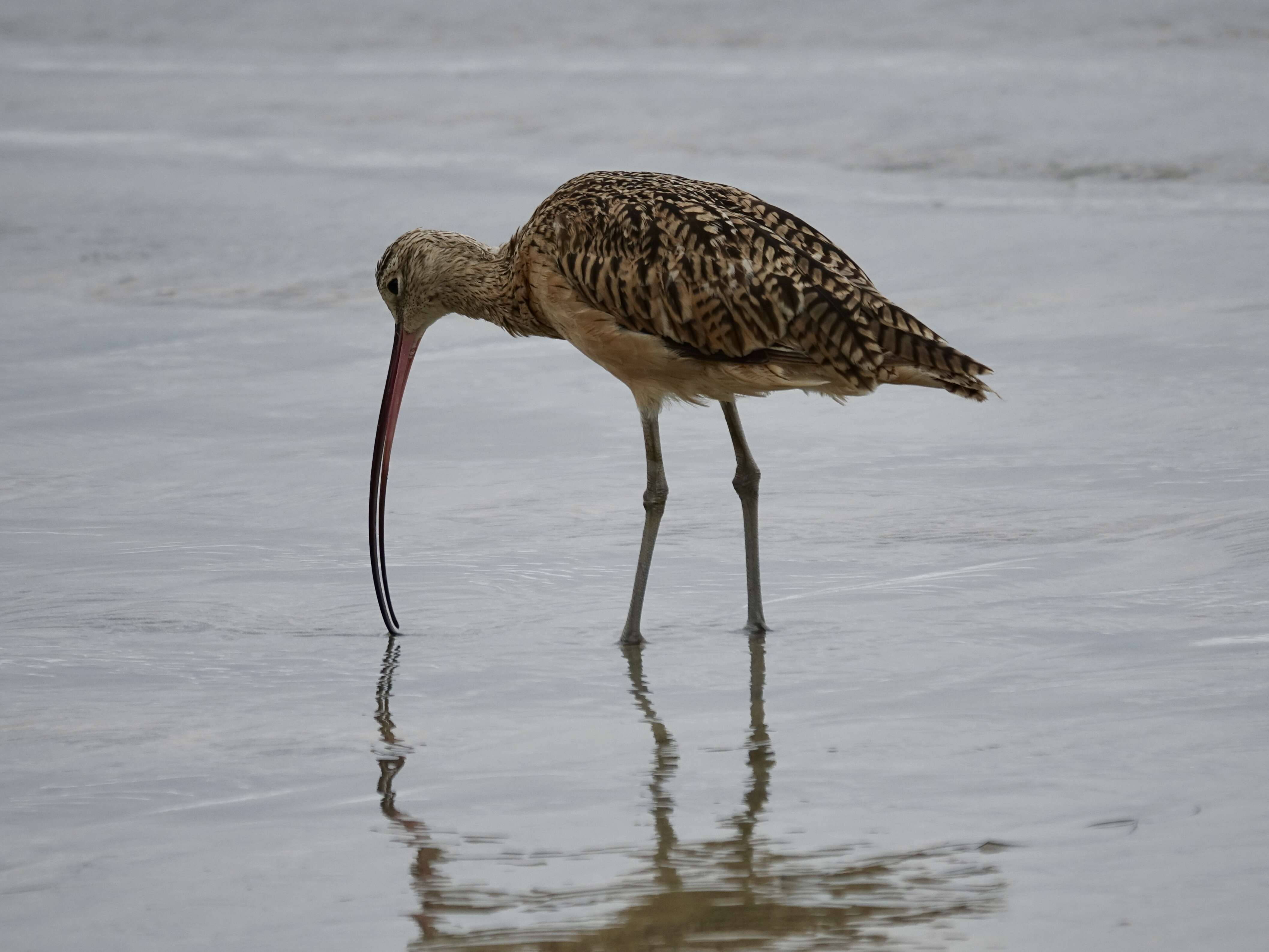 Image of Long-billed Curlew