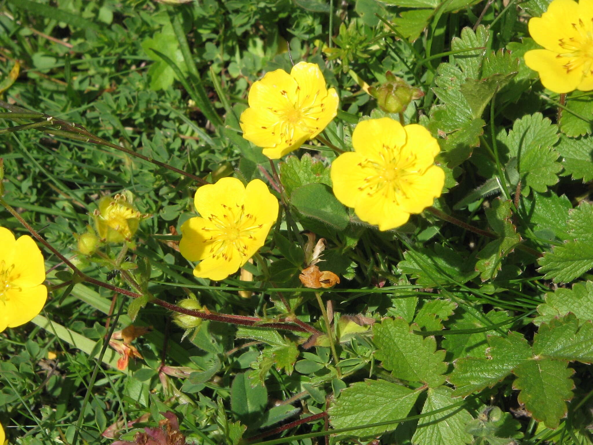 Image de Potentille à grandes fleurs