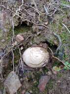 Image of Stinkhorn