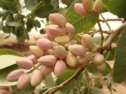 Image of pistachio nut