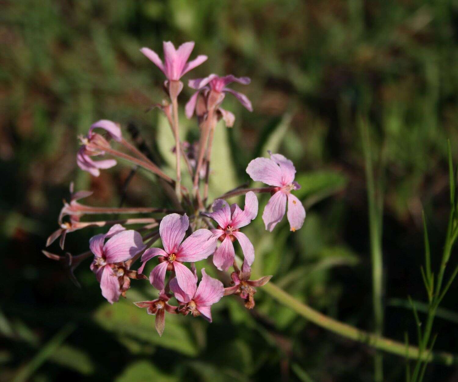 Imagem de Pelargonium luridum (Andr.) Sweet