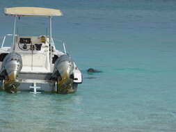 Image of Hawaiian Monk Seal