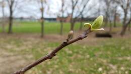 Image of Tulip tree