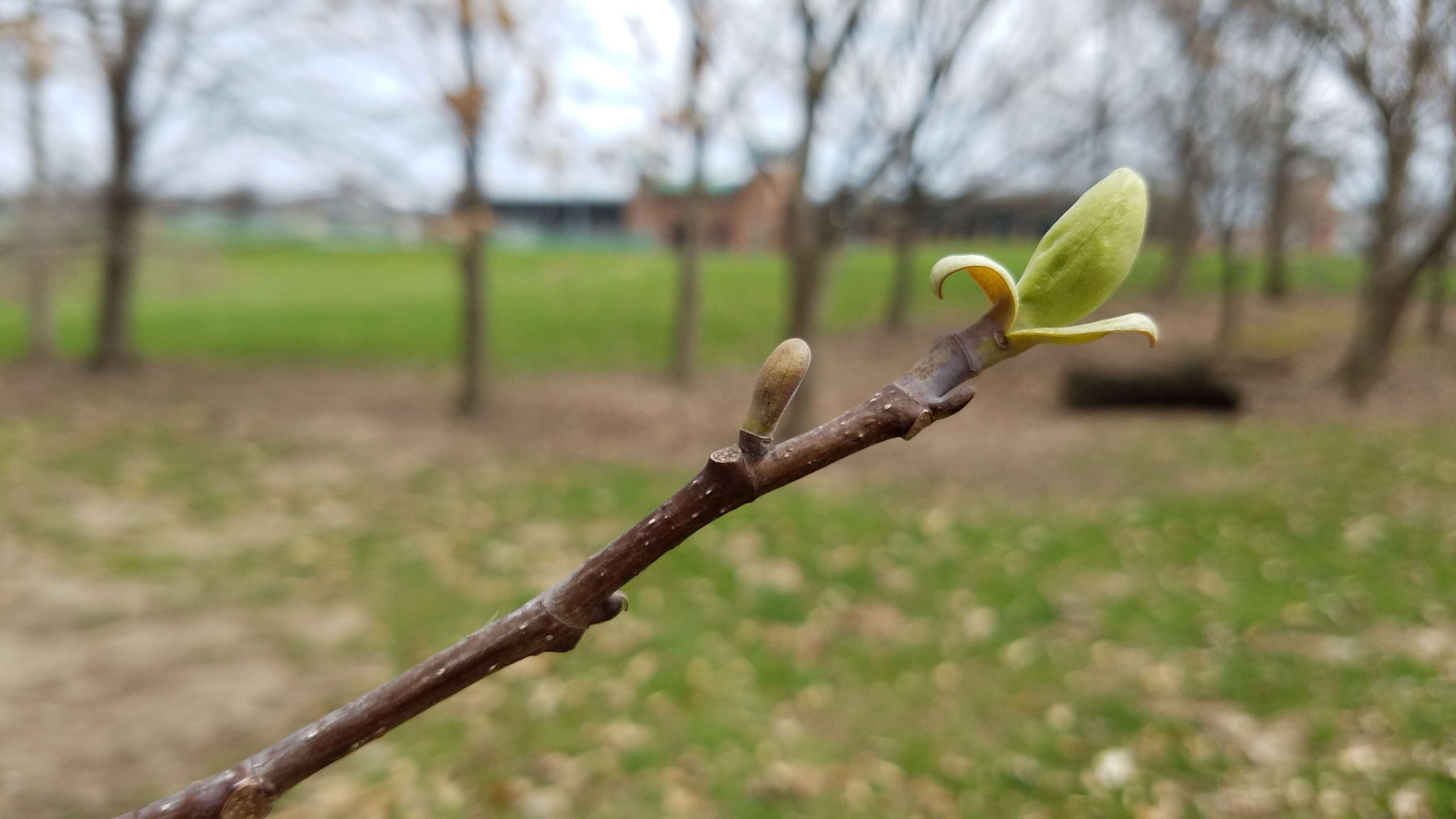 Image of Tulip tree