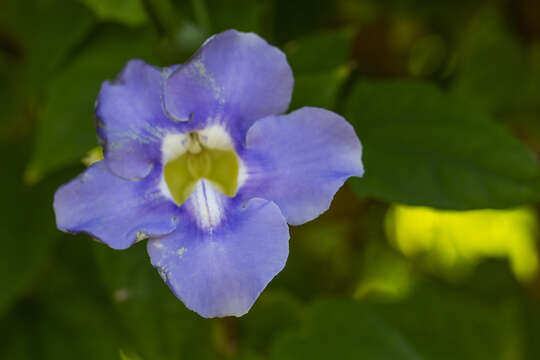 Image of Bengal clock vine