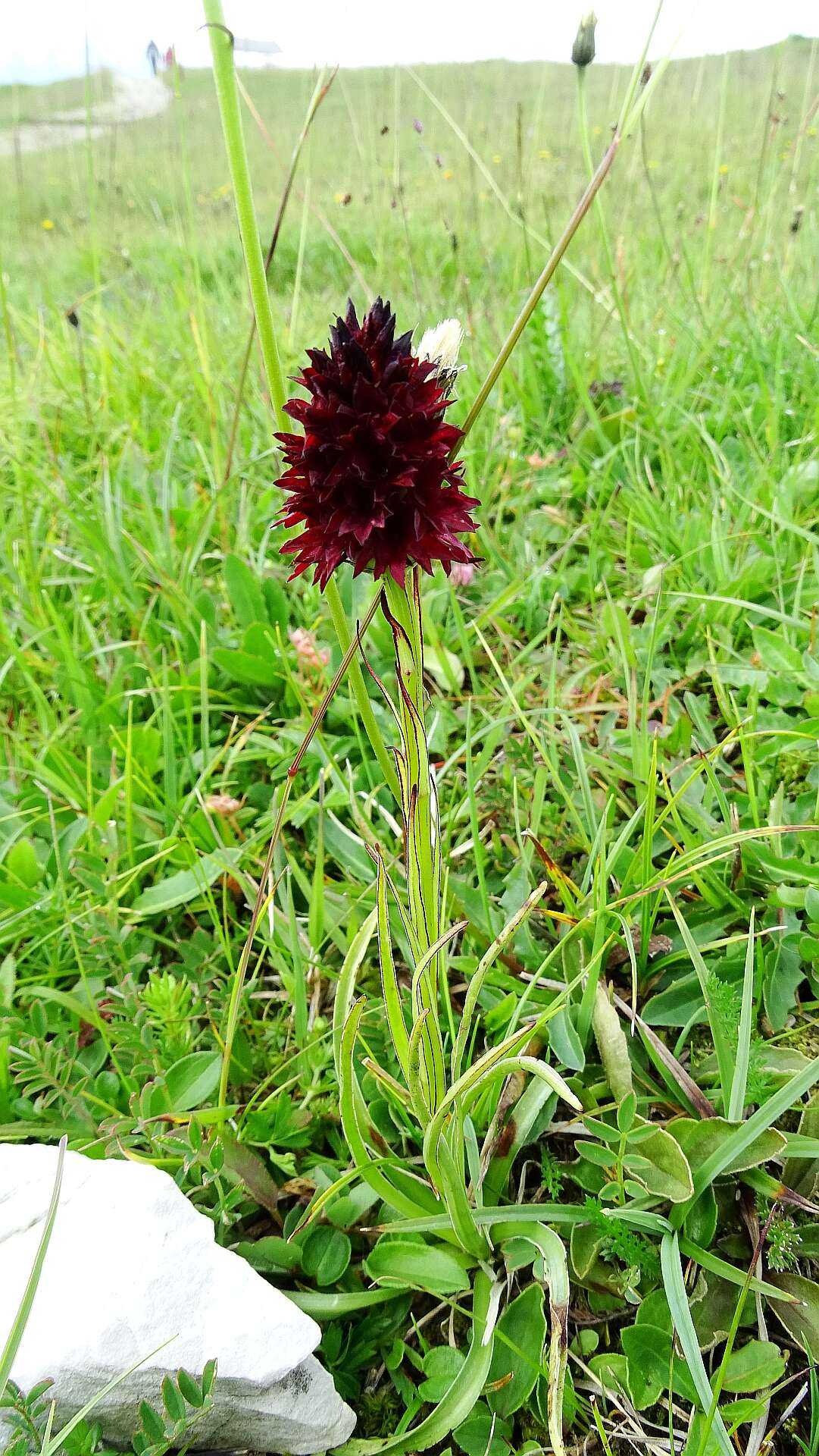 صورة Gymnadenia rhellicani (Teppner & E. Klein) Teppner & E. Klein