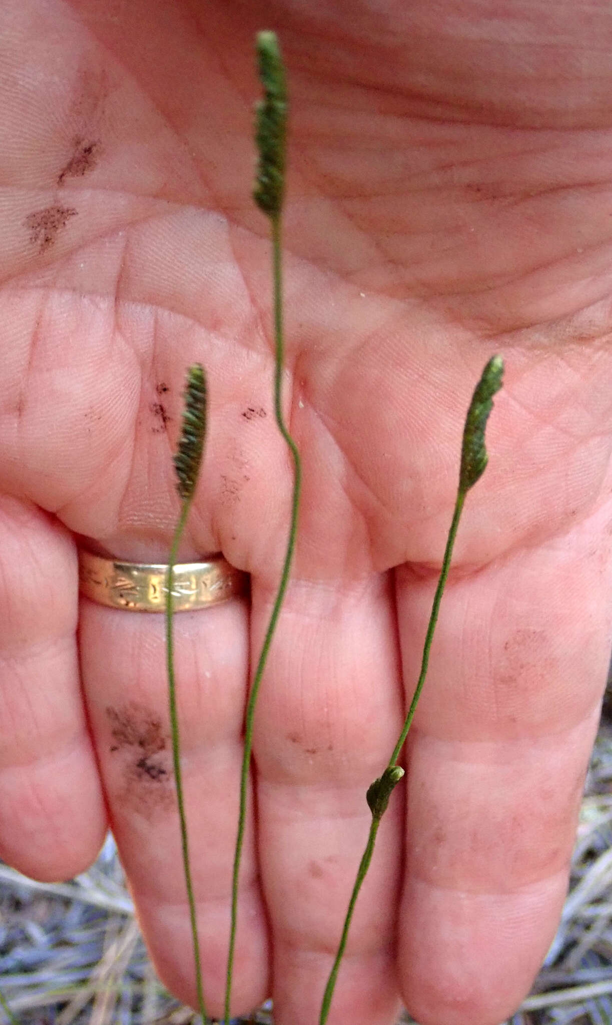 Image of Schizaea fistulosa Labill.