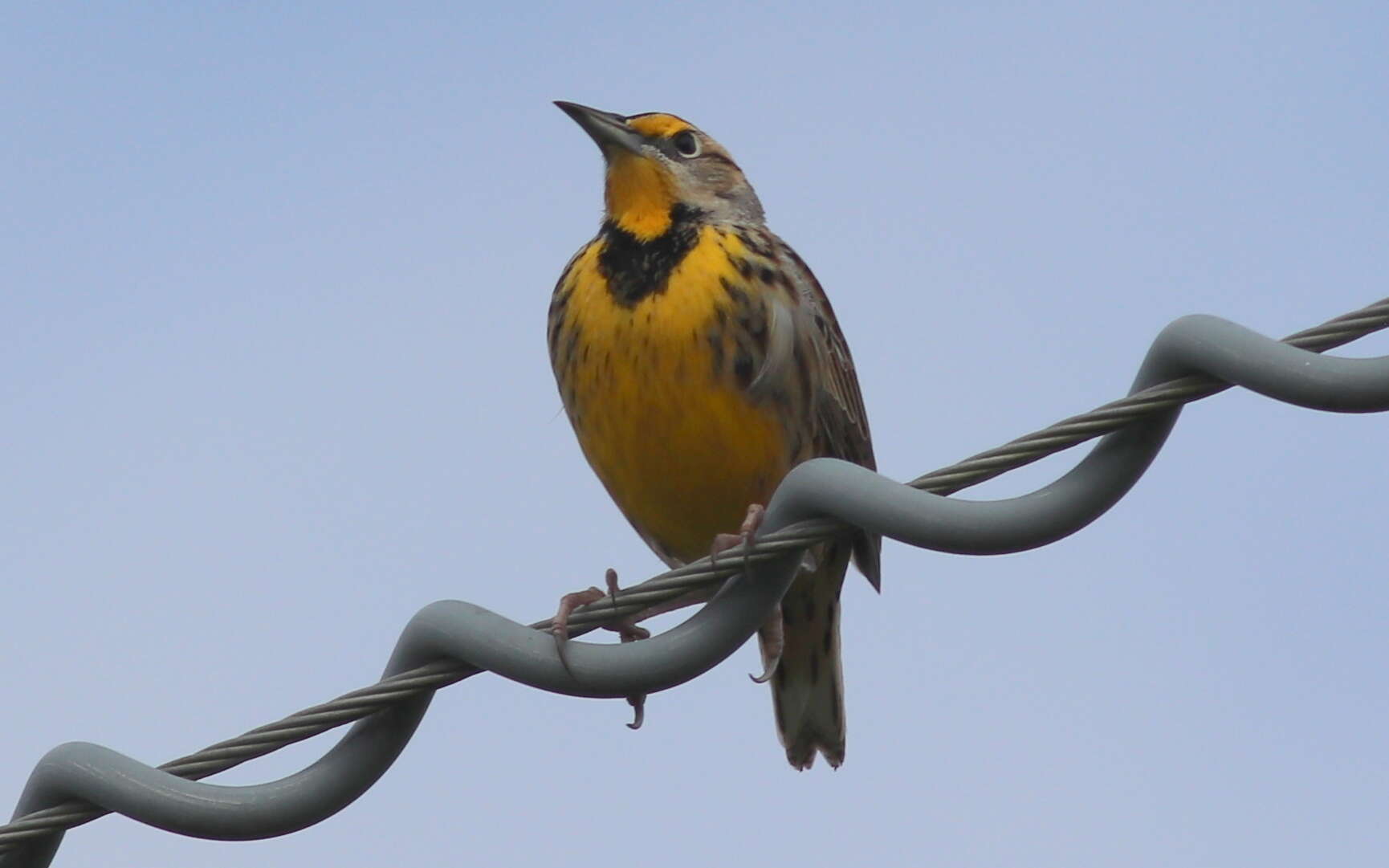 Слика од Sturnella magna (Linnaeus 1758)