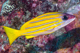 Image of Bluestripe snapper