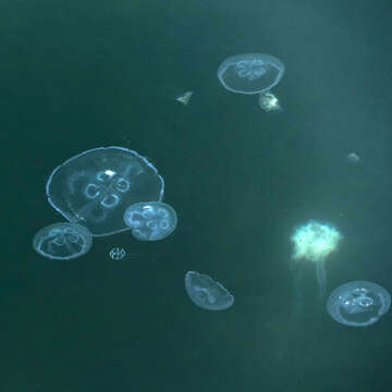 Image of Sea gooseberry