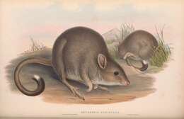 Image of Eastern Bettong