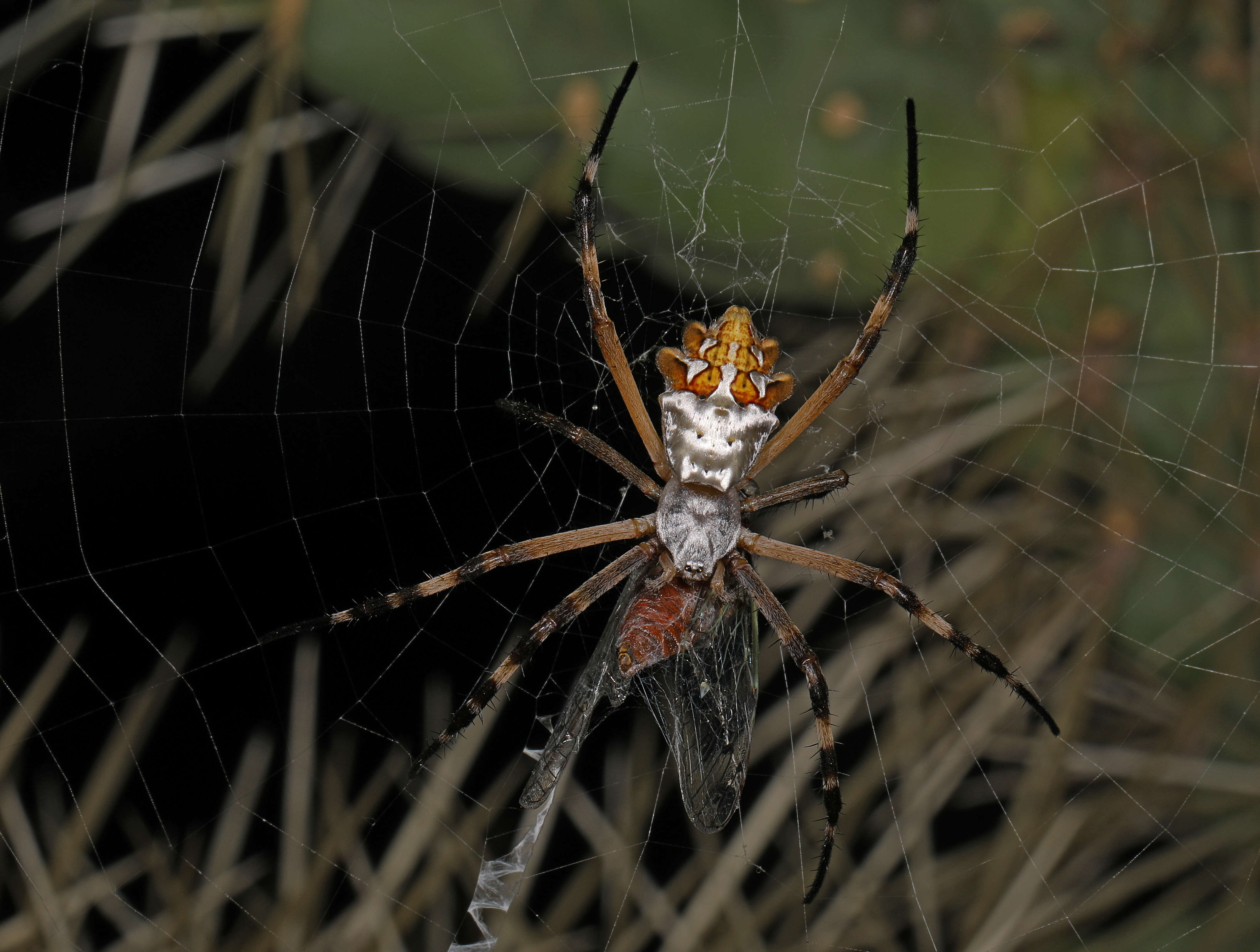 Image of Silver Argiope