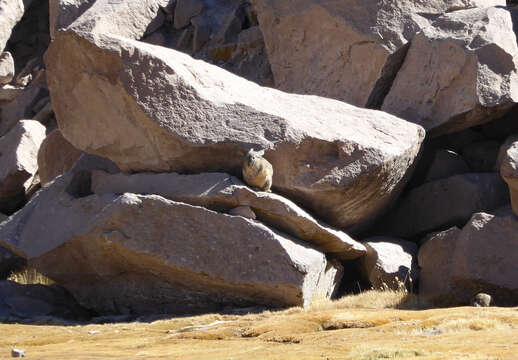 Image of Mountain Viscachas
