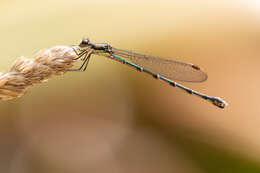 Sivun Austrolestes colensonis (White ex White & Gardiner Butler 1846) kuva