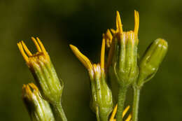 Imagem de Senecio triangularis Hook.