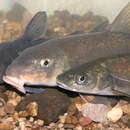 Image of Yaqui Catfish