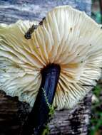 Plancia ëd Flammulina velutipes (Curtis) Singer 1951