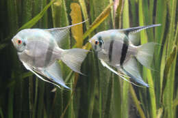 Image of freshwater angelfish