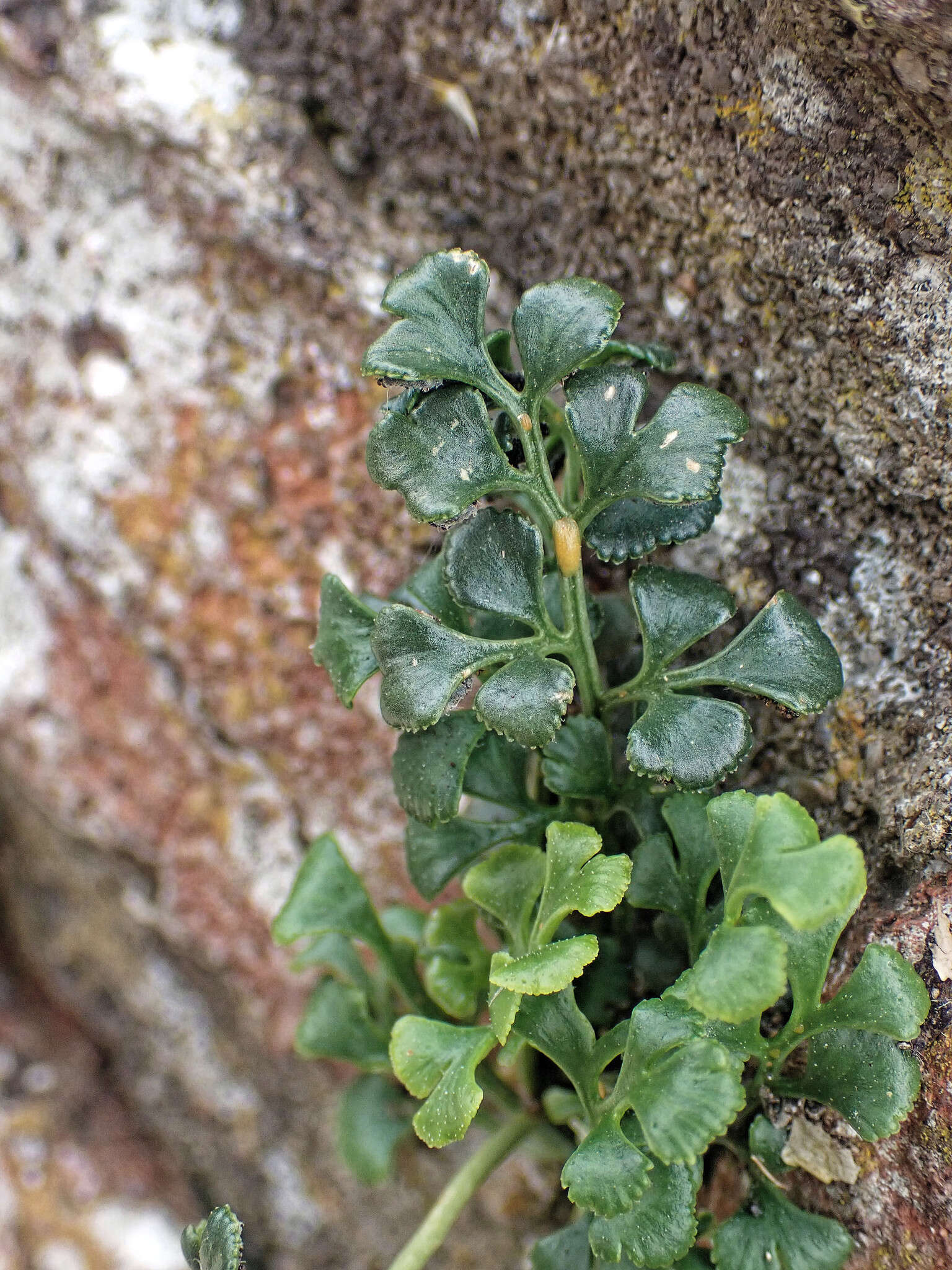 Image of Wall-rue