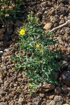 Image of Mexican pricklypoppy