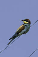 Image of bee-eater, european bee-eater