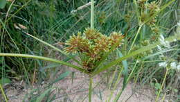 Слика од Cyperus eragrostis Lam.