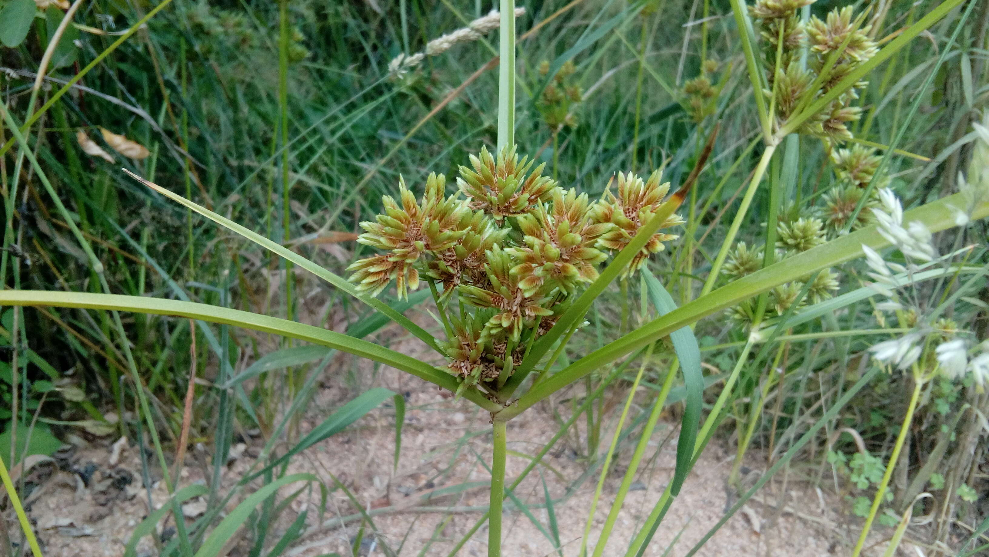 Слика од Cyperus eragrostis Lam.