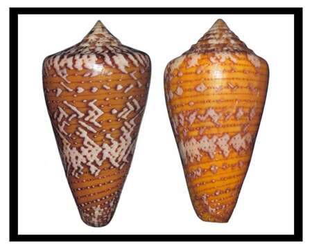 Image of Matchless Cone