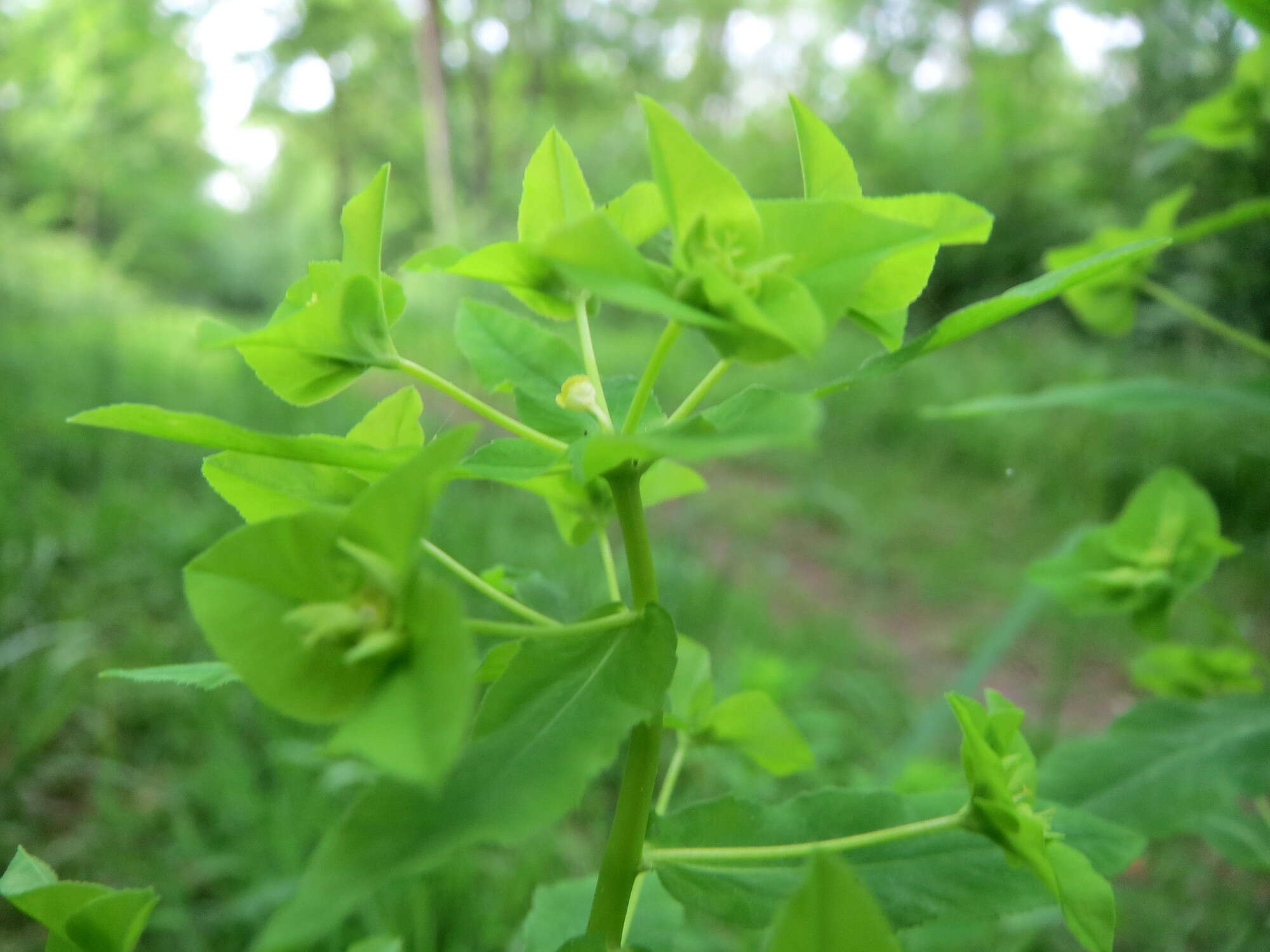 Image of sweet spurge