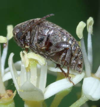 Image of Amblycerus robiniae (Fabricius 1781)