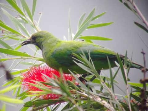 Image of Golden-fronted Leafbird