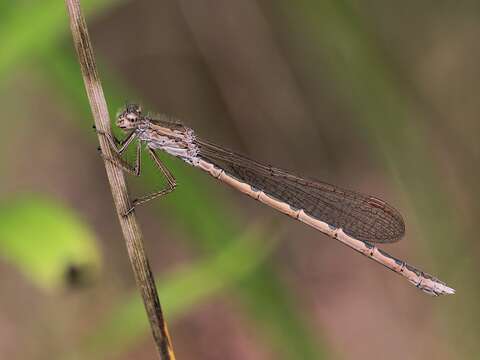 Image of Siberian Winter Damsel