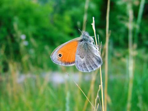 Image of small heath