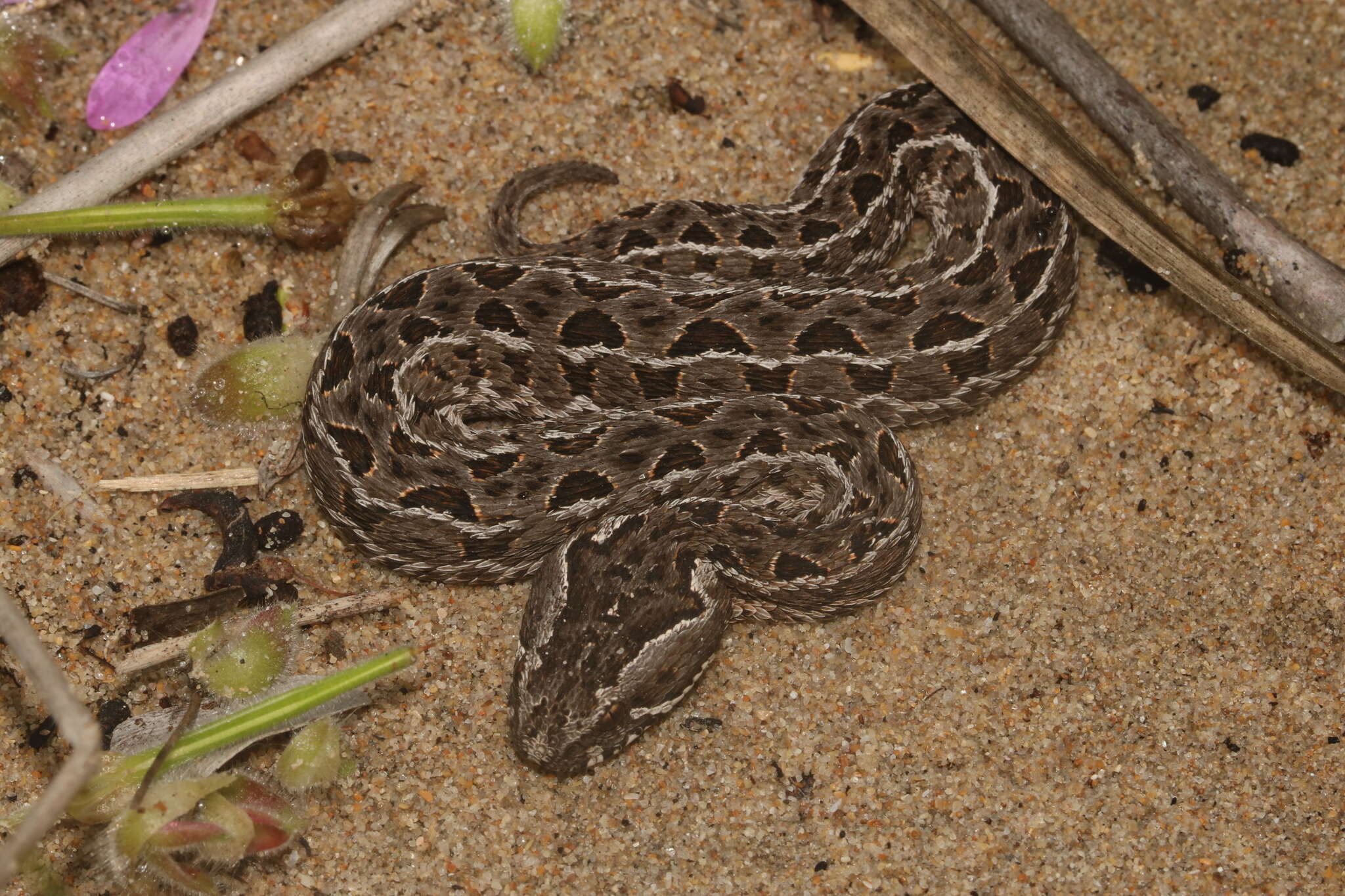 Bitis atropos (Linnaeus 1758) resmi