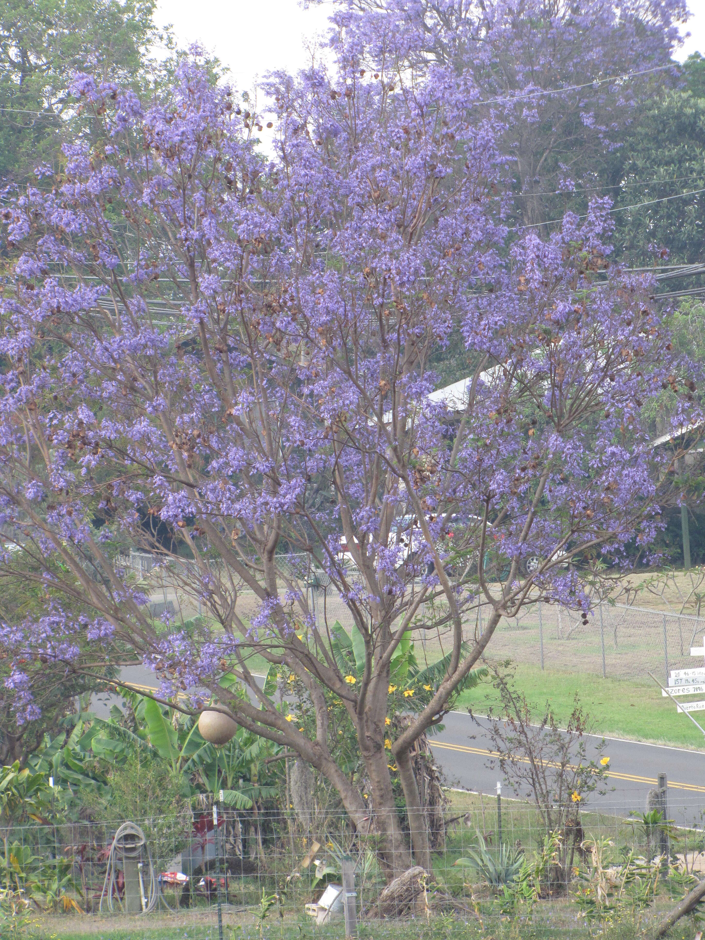 藍花楹的圖片