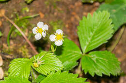 Image of woodland strawberry