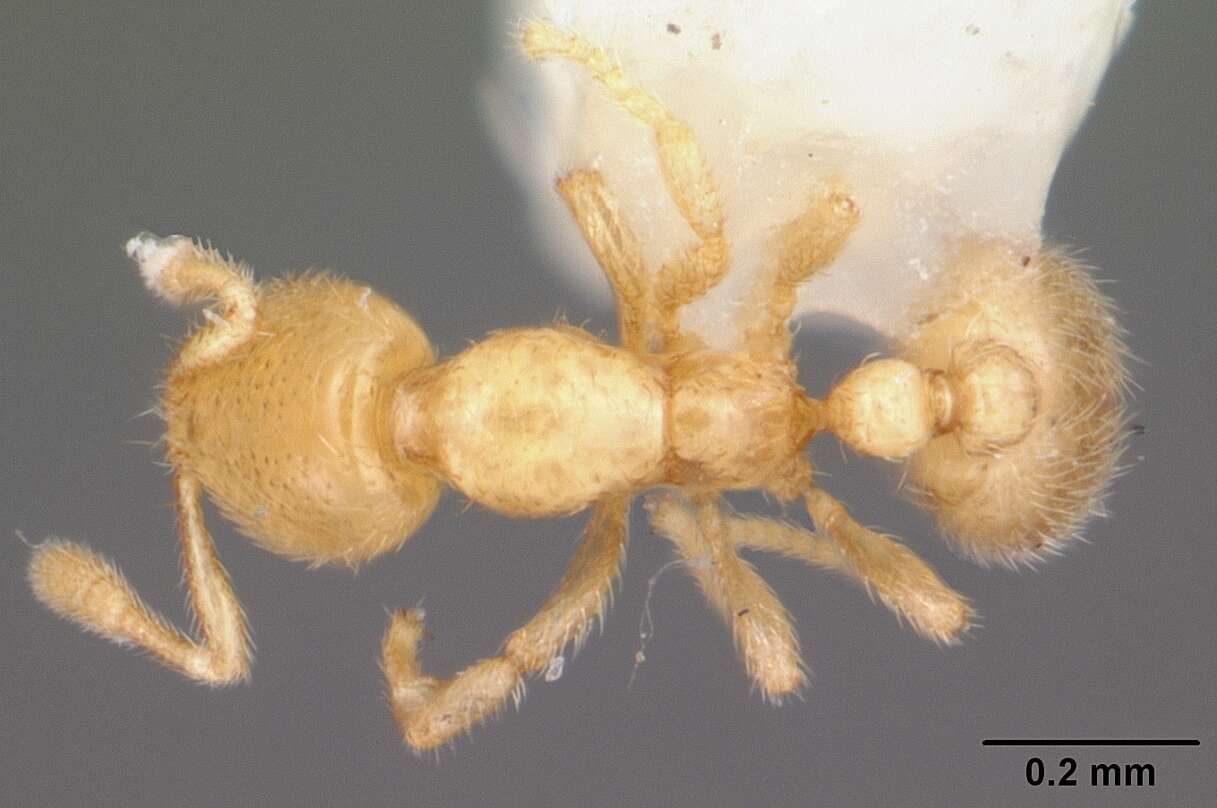 Image of Solenopsis tennesseensis Smith 1951