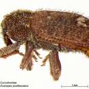 Image of Weevil