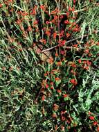 Image of Cladonia macilenta