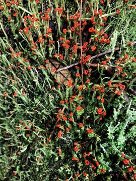 Image of Cladonia macilenta