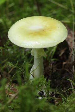 Image of Amanita citrina Pers. 1797