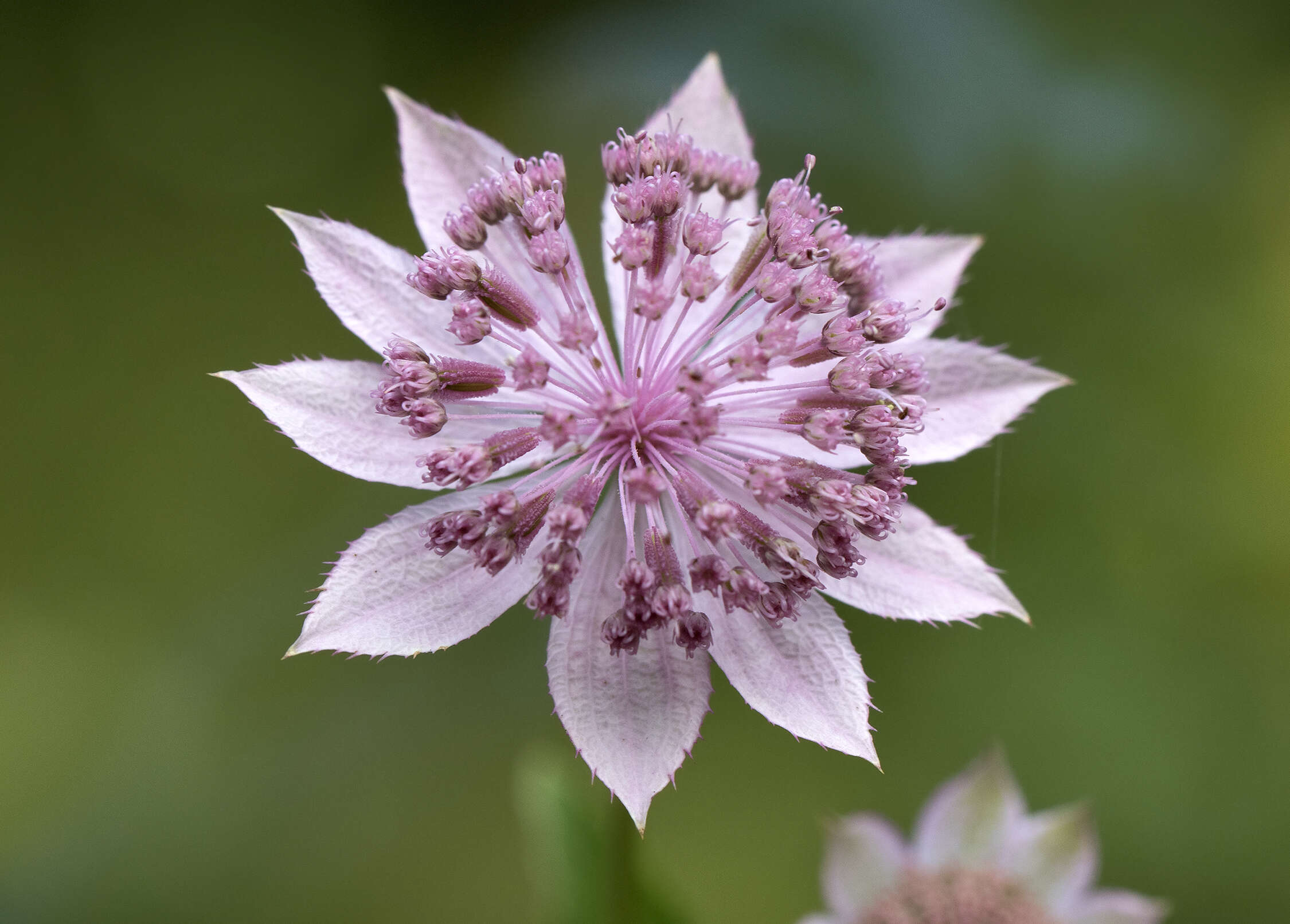 Imagem de Astrantia maxima Pall.